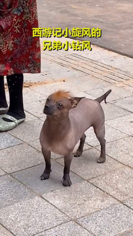 大王叫我来巡山 小旋风怎么在这?