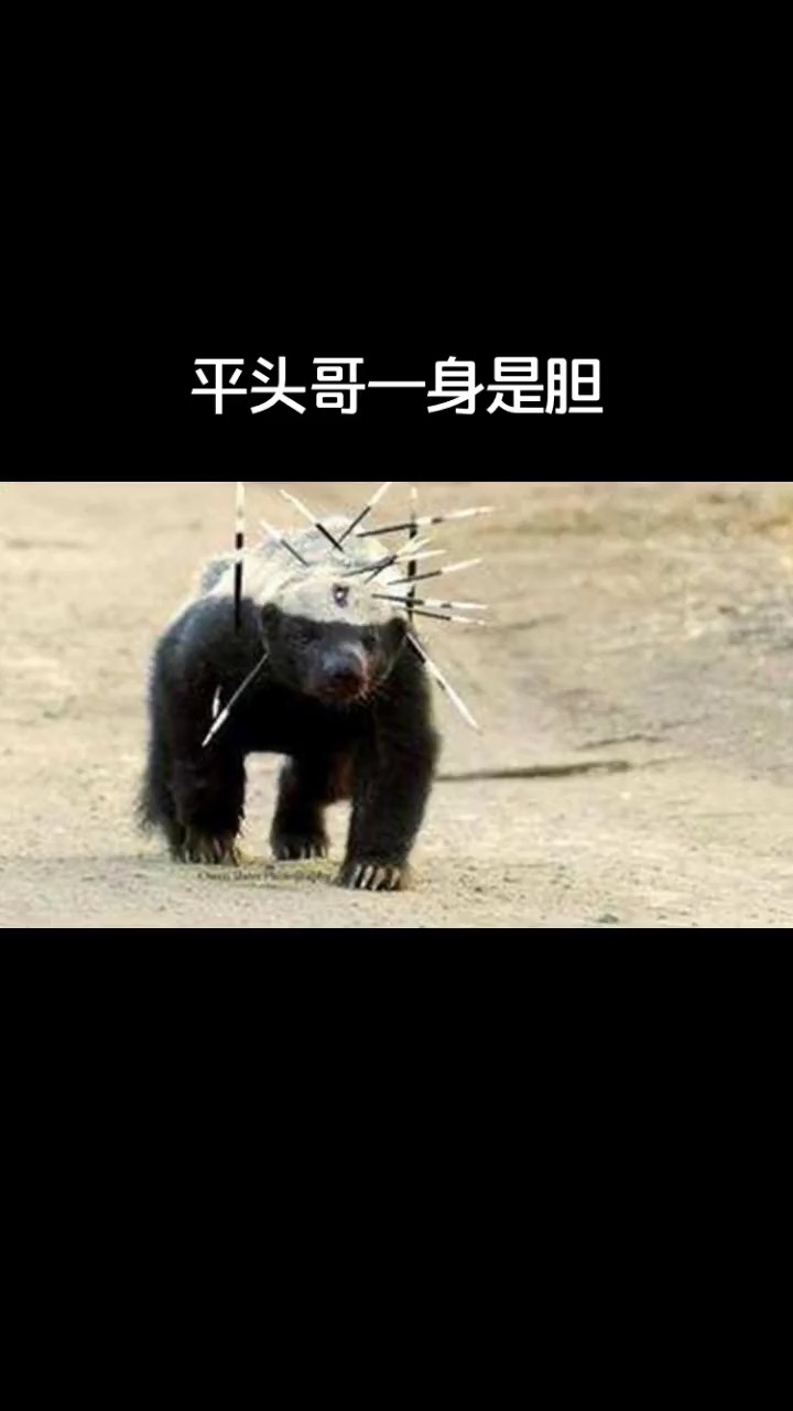 动物世界#蜜獾:我平时嚣张惯了,就我这暴脾气还真改不了