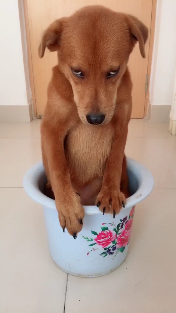 佛系生活#狗狗委屈的小眼神,绝对是被冤枉了