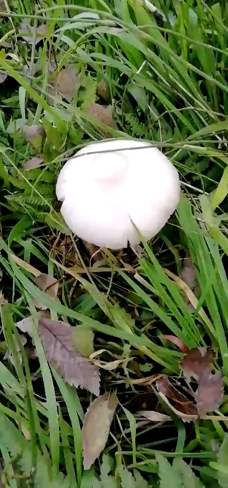 有毒的蘑菇
