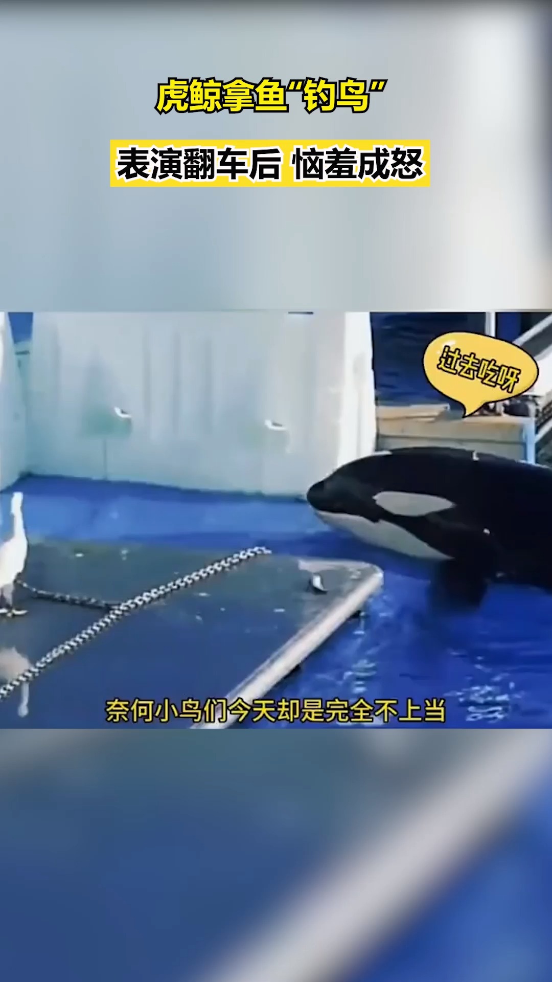 春雨小视频计划#虎鲸拿鱼"钓鸟",表演翻车后,恼羞成怒