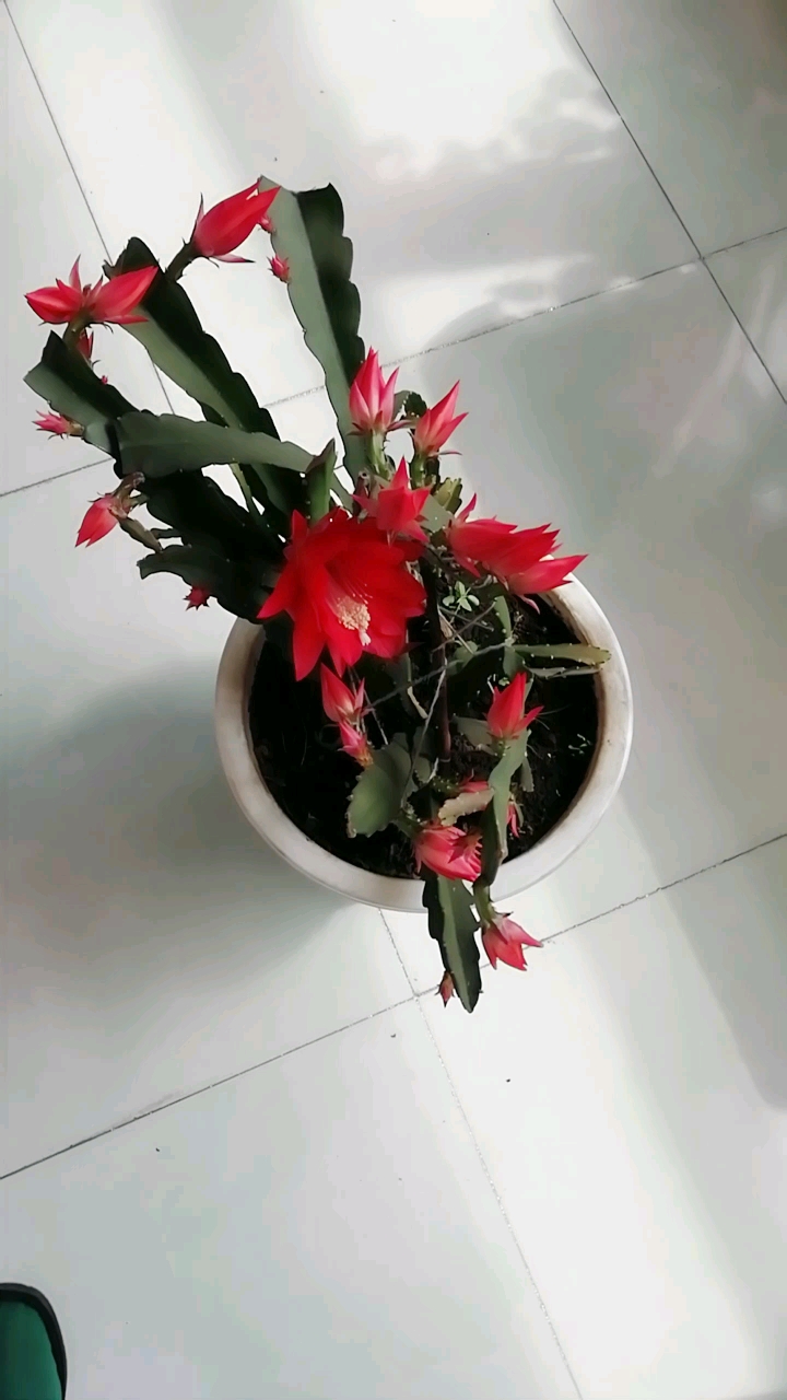 仙人剑花真漂亮