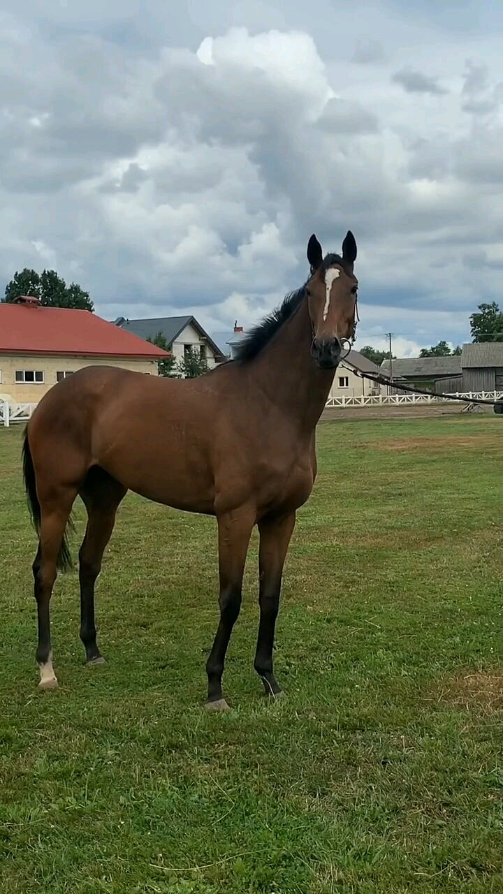 法国纯正血统的马与生俱来的气质!