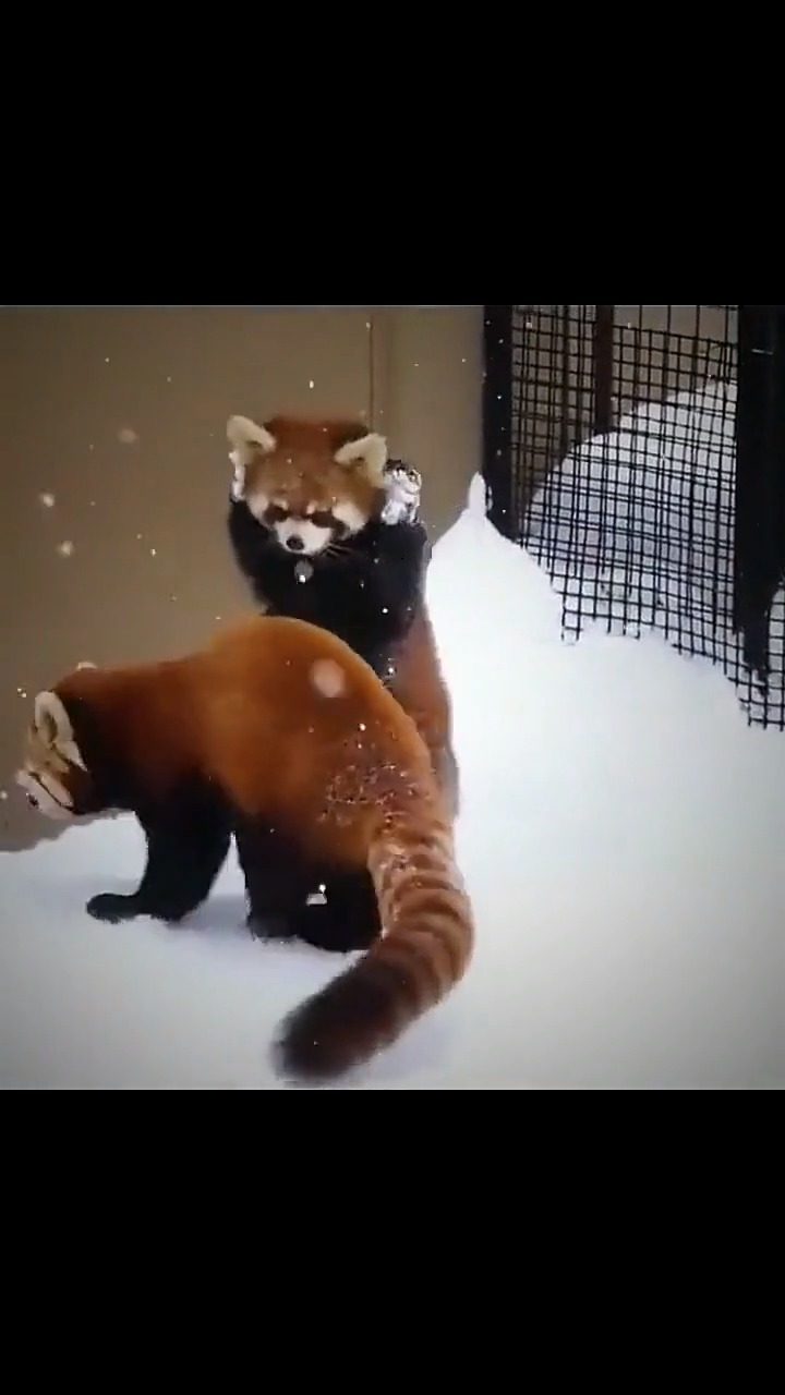 小熊猫投降的姿势是为了吓人但因长得太可爱毫无杀伤力