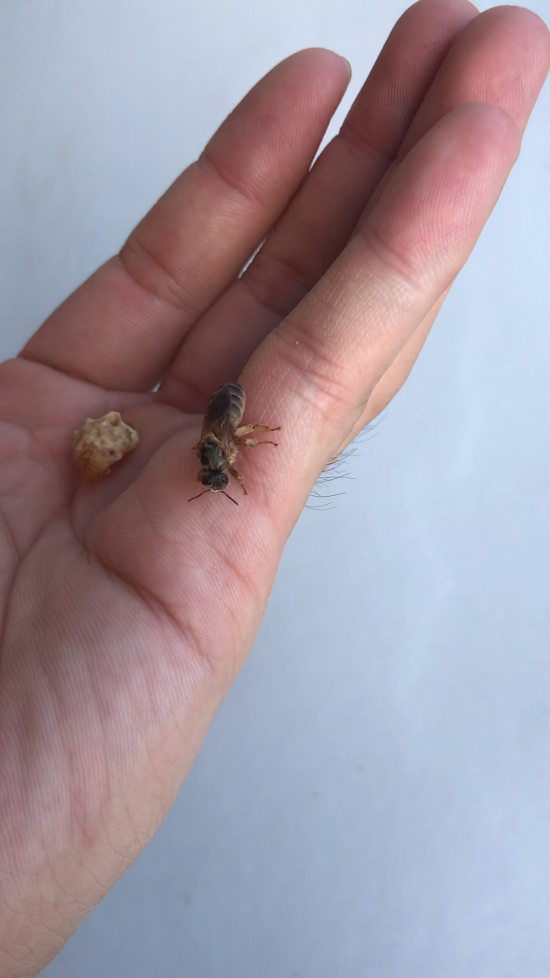 这个就是刚出台的土蜂王见过没?