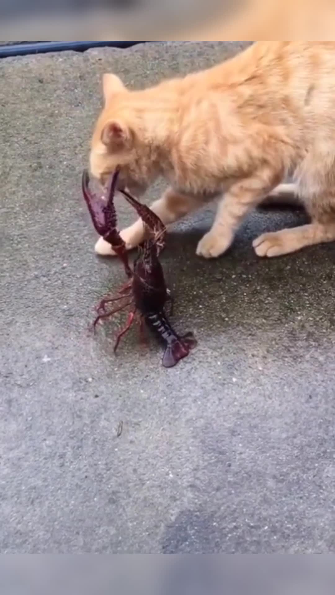 我要上热门#好奇心害死猫,猫嘴巴被小龙虾死死夹住!