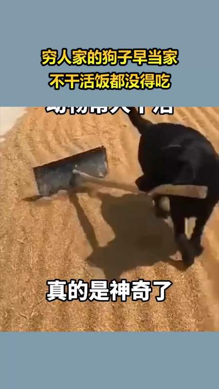 我要上熱門#窮人家的狗子早當家,不幹活飯都沒得吃