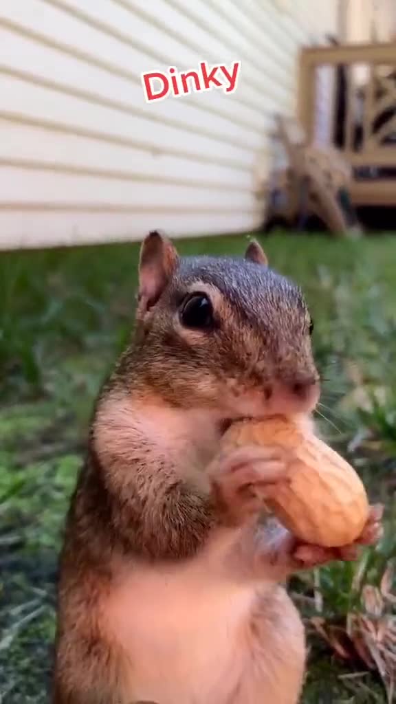 小松鼠吃花生连吃带拿的这样真的好吗