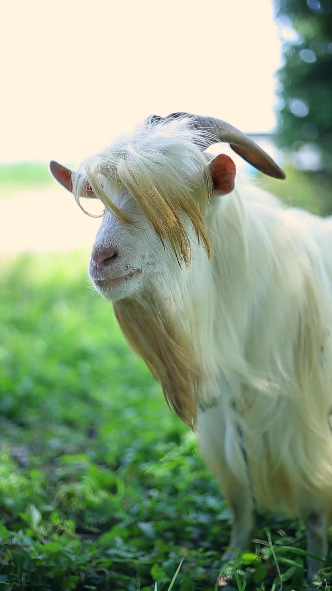 我家羊羊可爱不,空气刘海,还可以梳中分