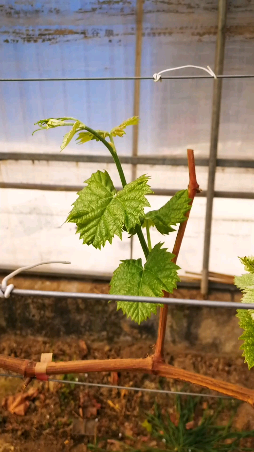 阳光玫瑰发芽了