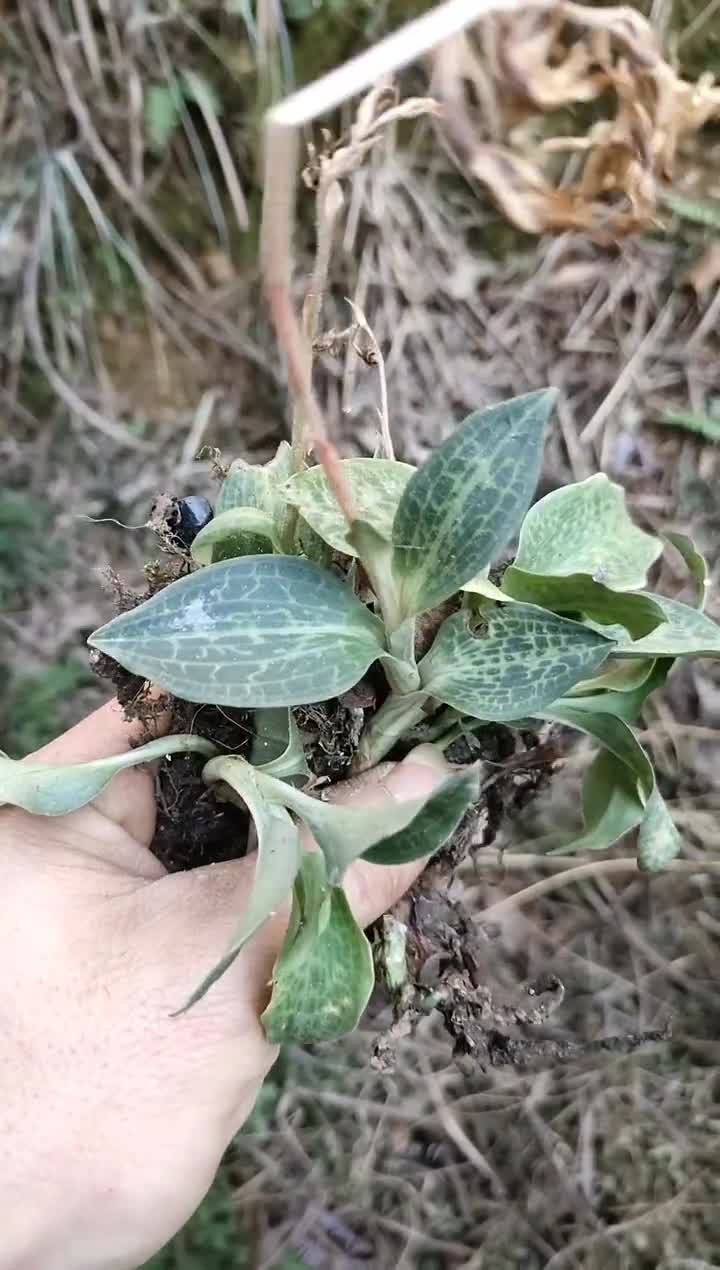 银线莲视频分享给你们