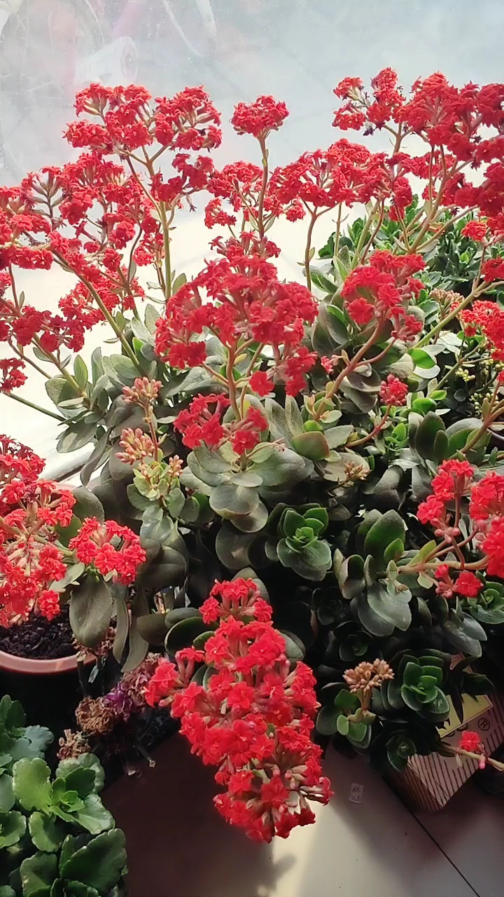 长寿菊美美哒,有多少人稀罕花啊