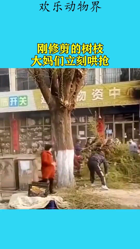 刚修剪的树枝大妈们立刻哄抢