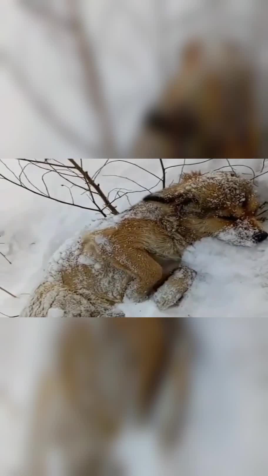 下雪了,在小区花坛中发现一只快冻僵的狗,你们说我要不要带它回家?
