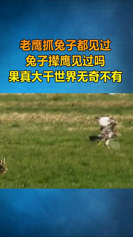 老鹰抓兔子都见过,兔子撵鹰见过吗