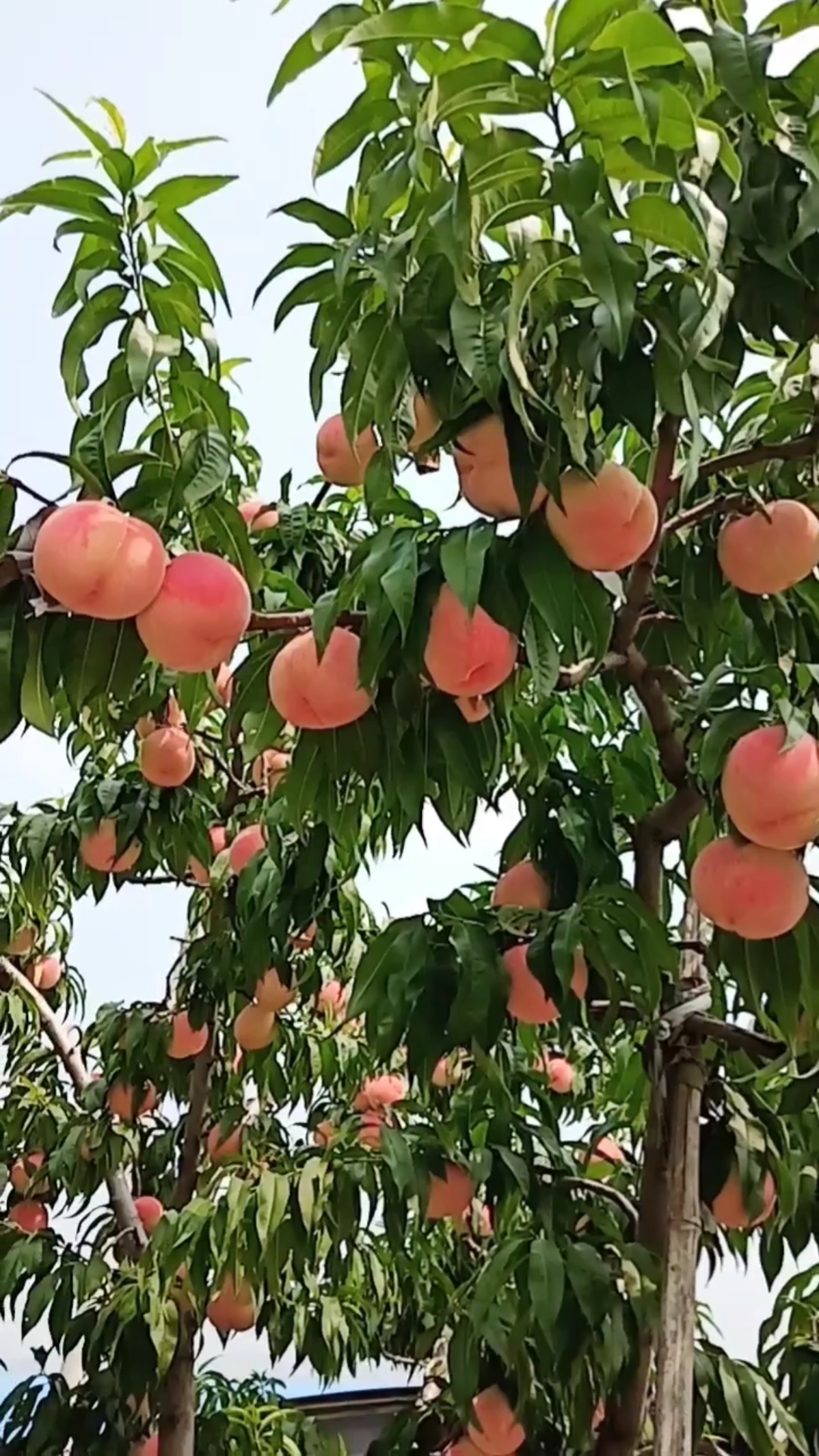 毛桃九号,喜欢农业果树种植关注红心谢谢大家支持
