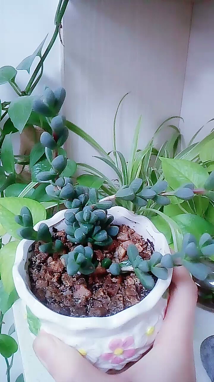 鹿角海棠有点徒长了