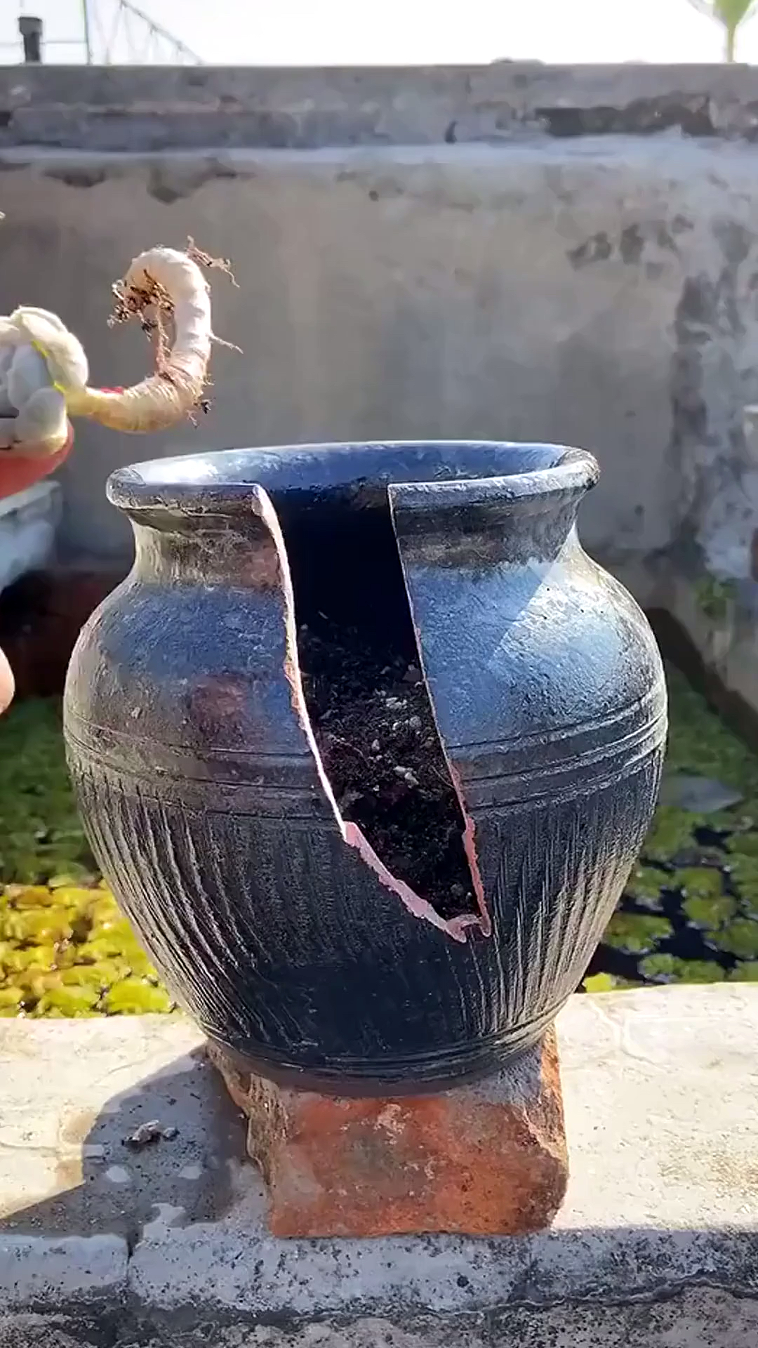 有一种可爱叫多肉!#一个破罐子,配上几根老枝,效果棒棒滴