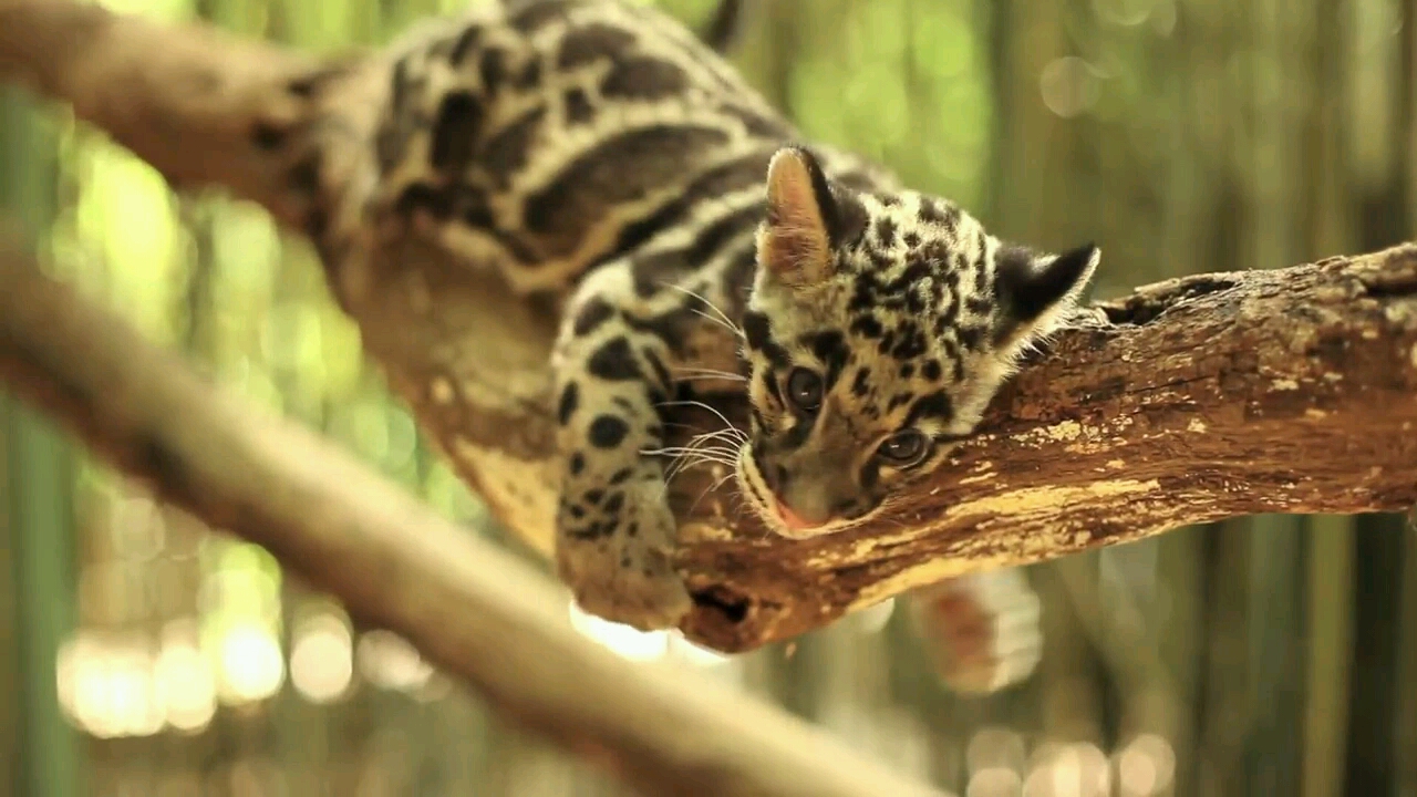 带上全民去旅行#小云豹