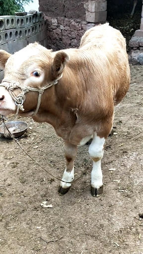 农村人养的小公牛  各方面占优势.