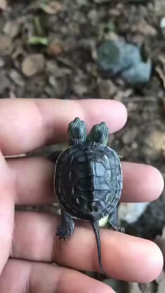 双头龟你见过吗