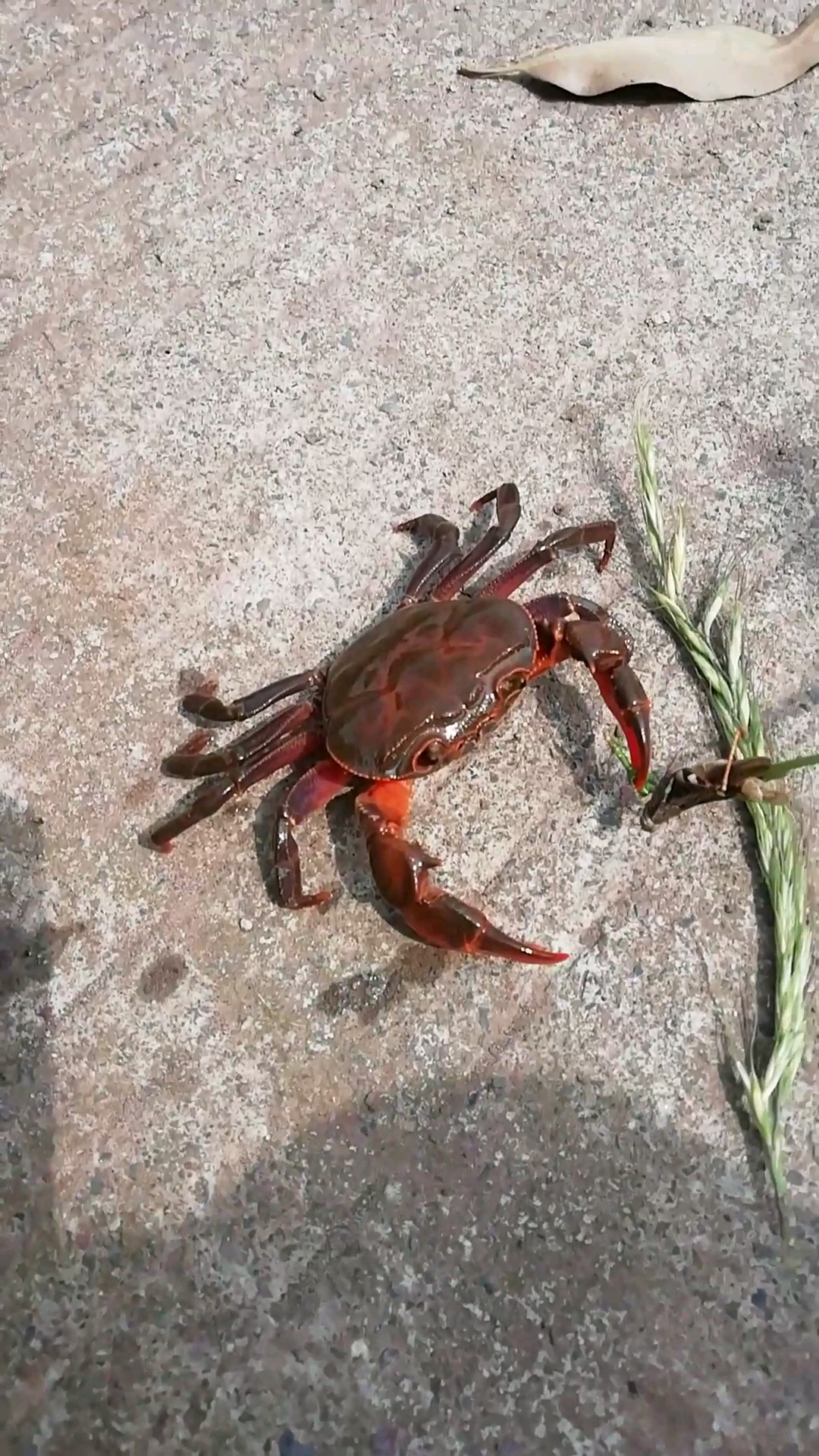 钓爬海,您来吗?