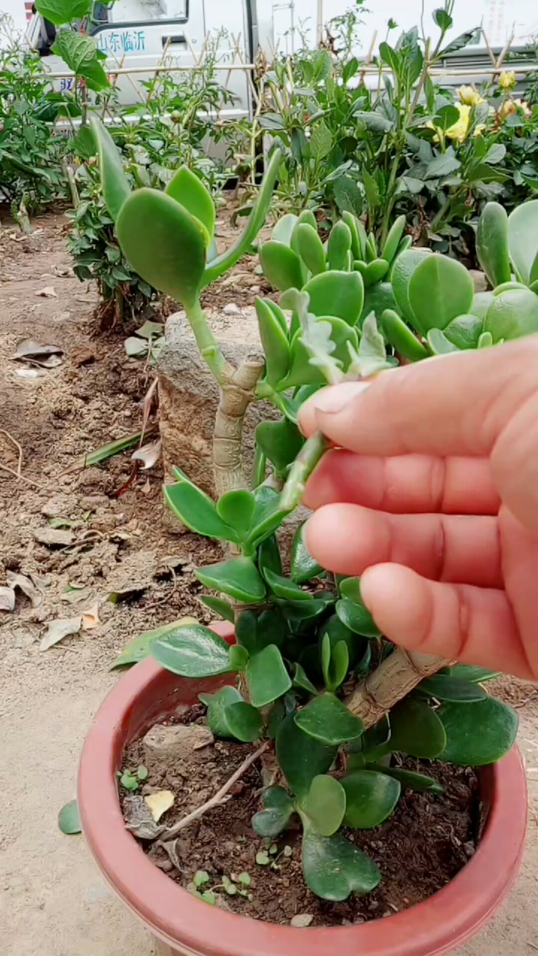 劳动最光荣#玉树嫁接长寿花技巧