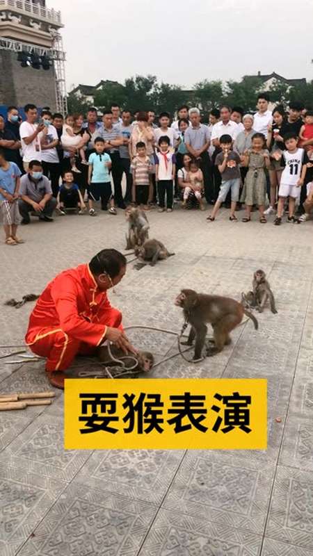 遇见耍猴表演千万不要围观,要不然你会笑的合不拢嘴的.-全民小视频