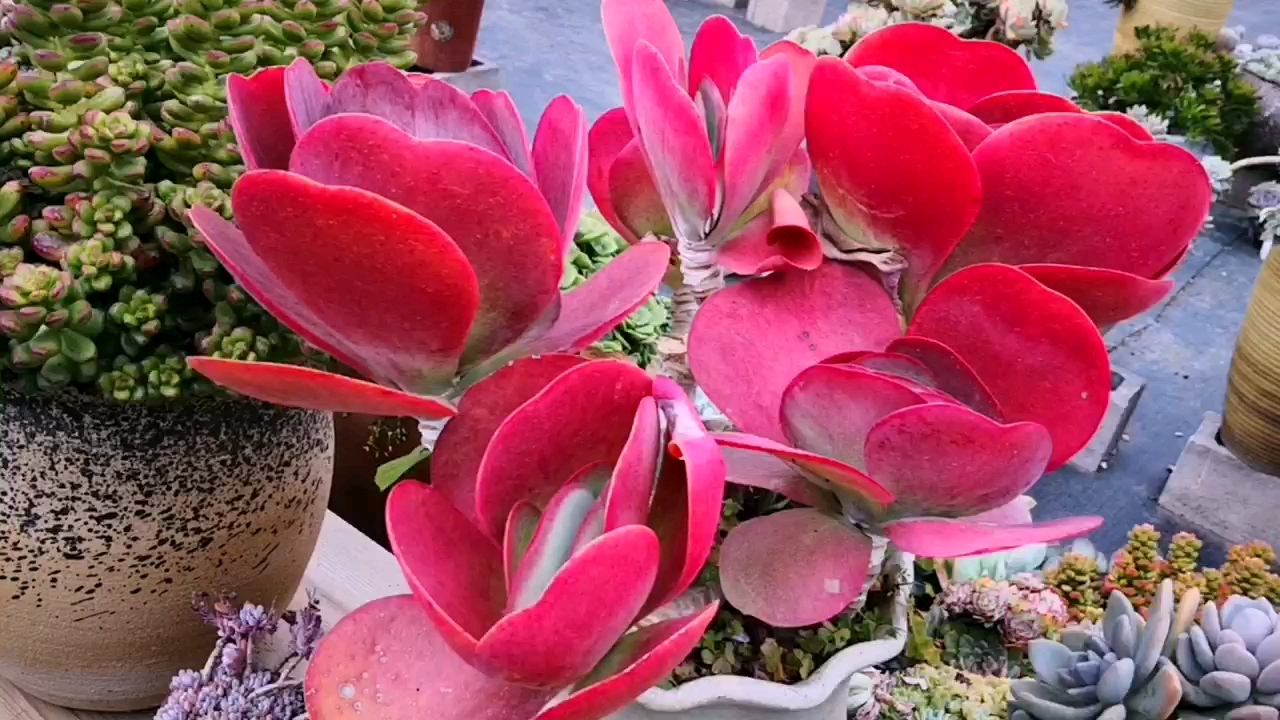 红到无敌的唐印大老桩,这叶形完全就是一颗大爱心,美是肯定的!