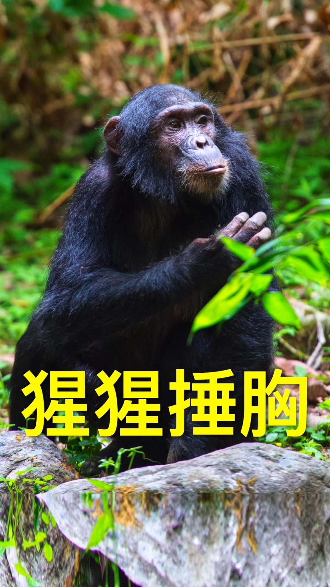 大猩猩拍胸口表情包图片