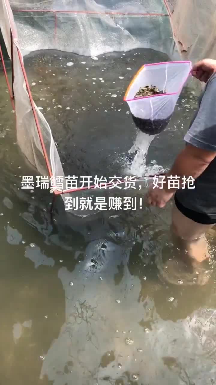 墨瑞鳕鱼苗图片