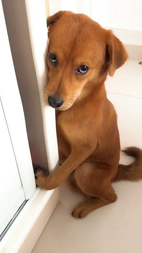 神宠来袭#这无辜的小眼神太可爱了