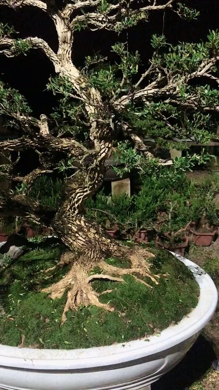 百年黄杨  雀舌黄杨盆景