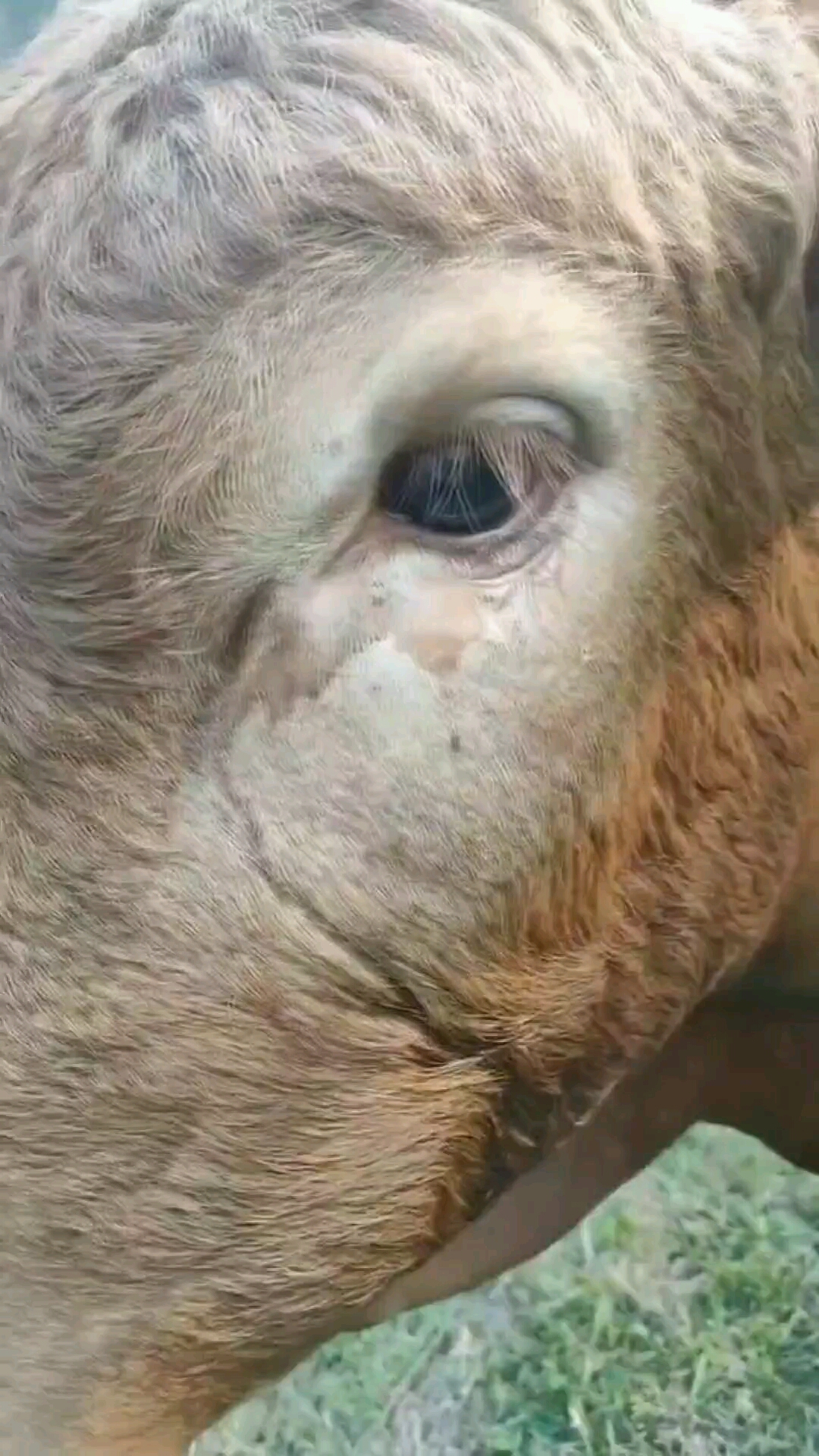 牛在被杀之前为什么会流泪甚至下跪农村老人说出了真相!