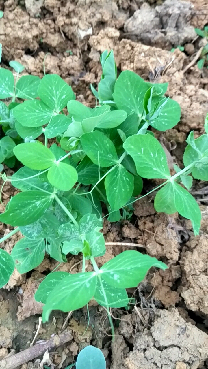 音为有你#这是青豌豆苗,它虽长不高,但豆尖吃起青香细嫩.
