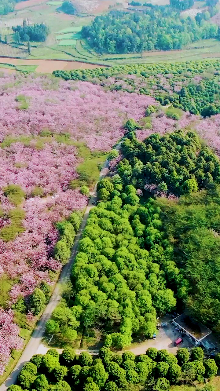 宅家看风景#贵州清镇右二村的红樱花开了,来这里感受这来之不易的
