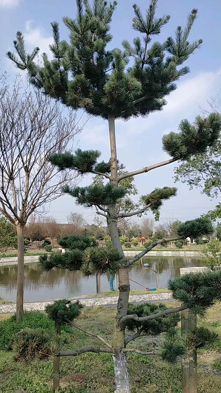 修剪成宝塔型的松树.