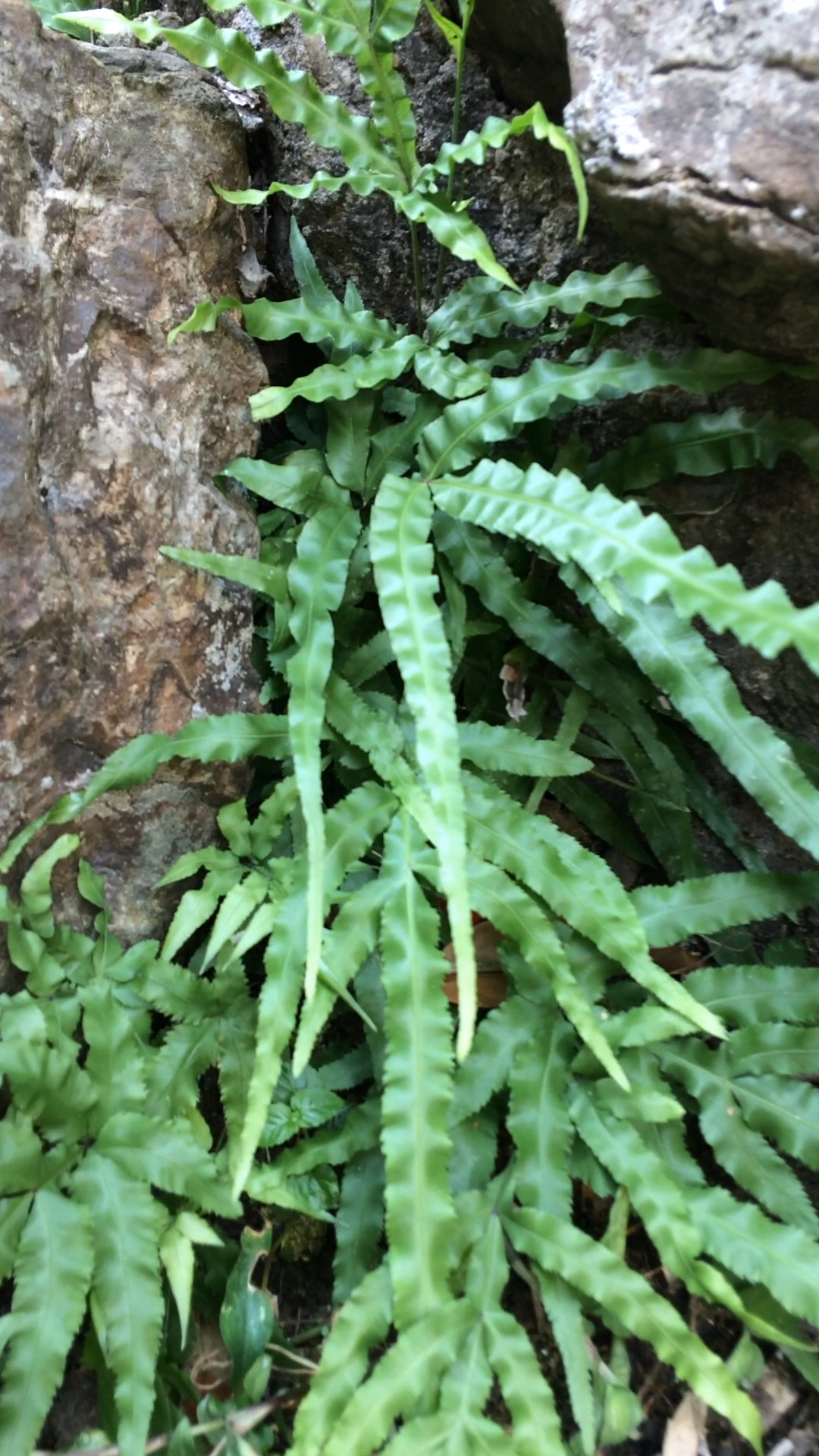 优秀如我#辨花识草:剑叶凤尾蕨.