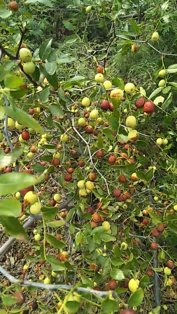 舌尖上的旅行#真正的野生小山枣