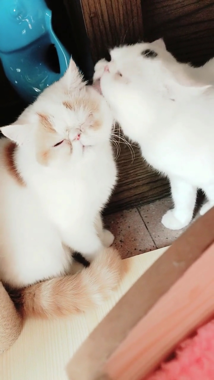 加菲猫秀恩爱