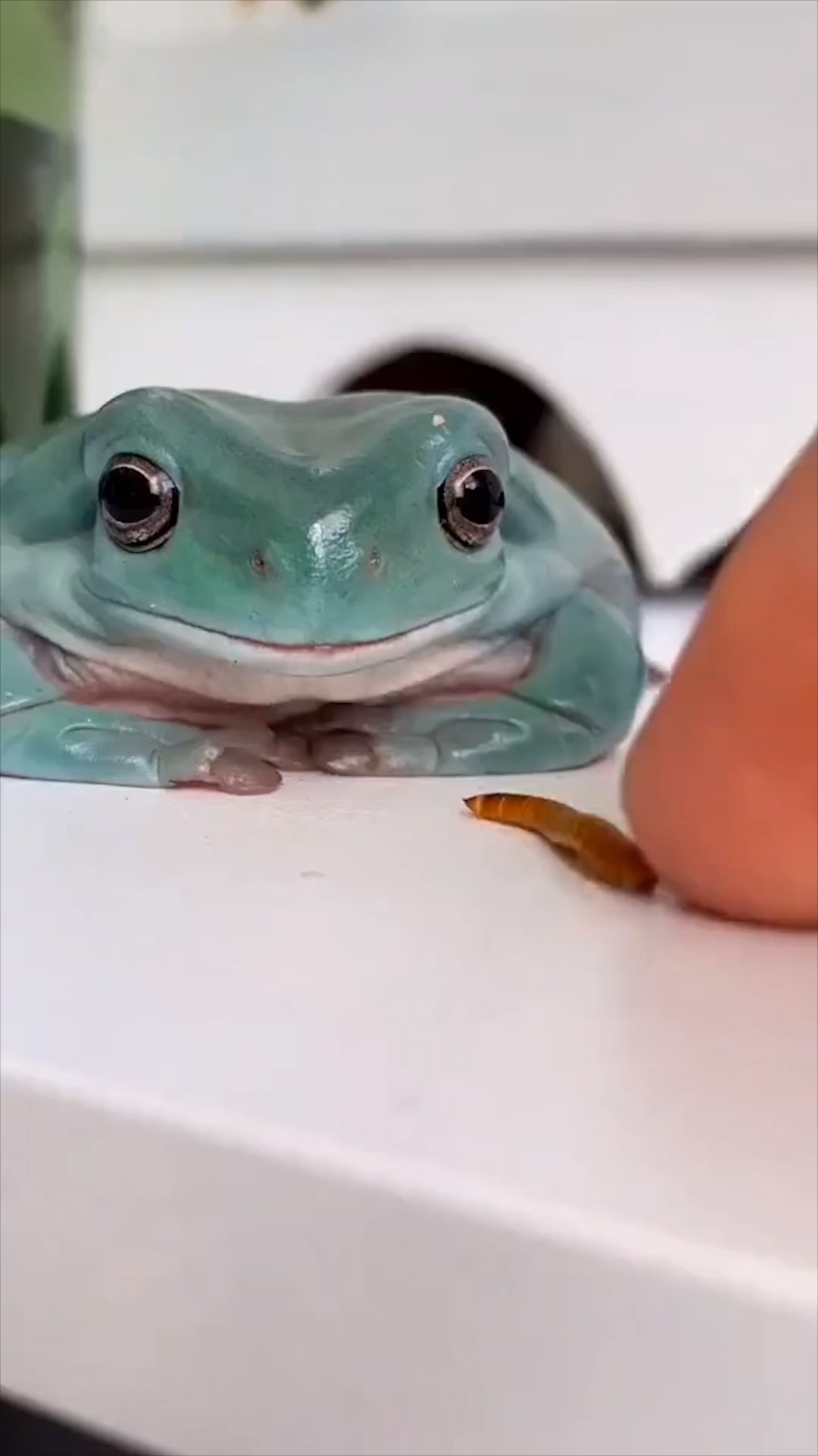 我要上热门#澳洲蓝老爷树蛙