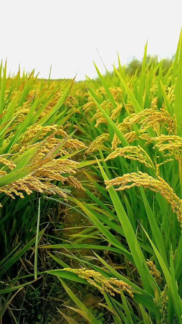 春华秋实岁月静好山河锦绣愿您喜获丰收愿您硕果累累愿一切美好不期而