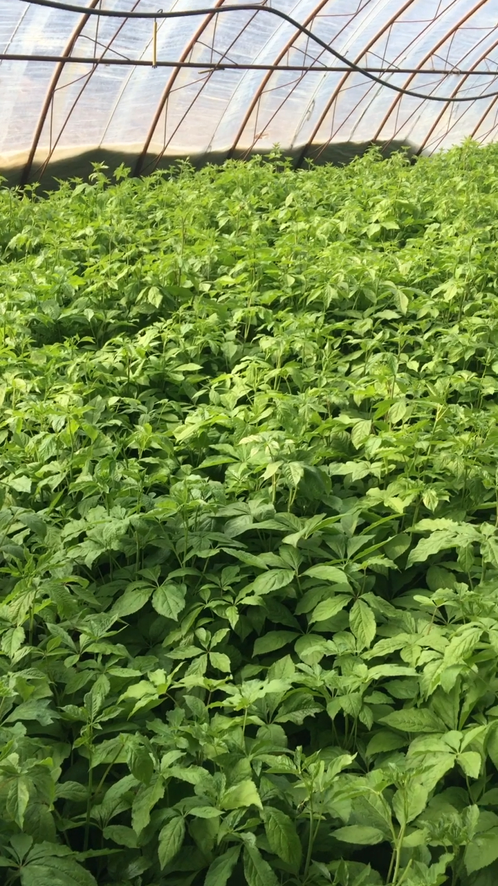 刺五加,大家都认识吗?