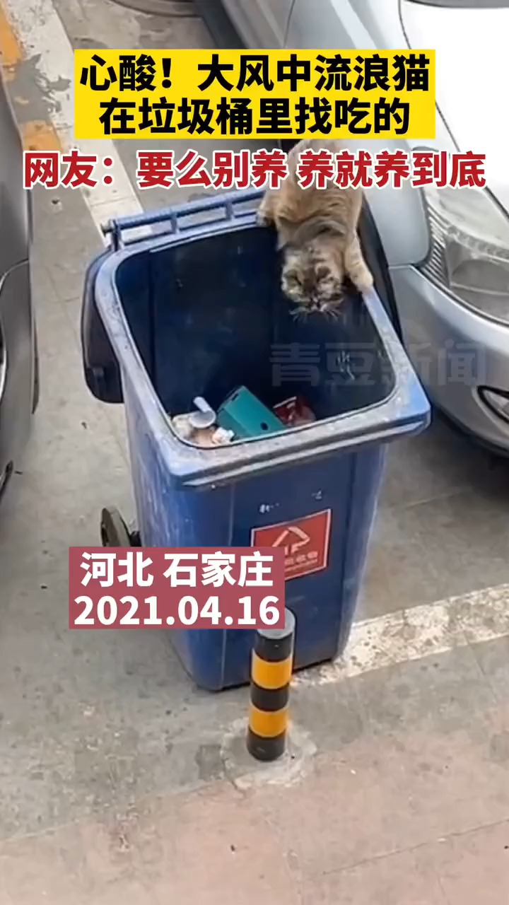 石家庄一只流浪猫大风中翻垃圾桶找食物 网友:要么别养养就养到底
