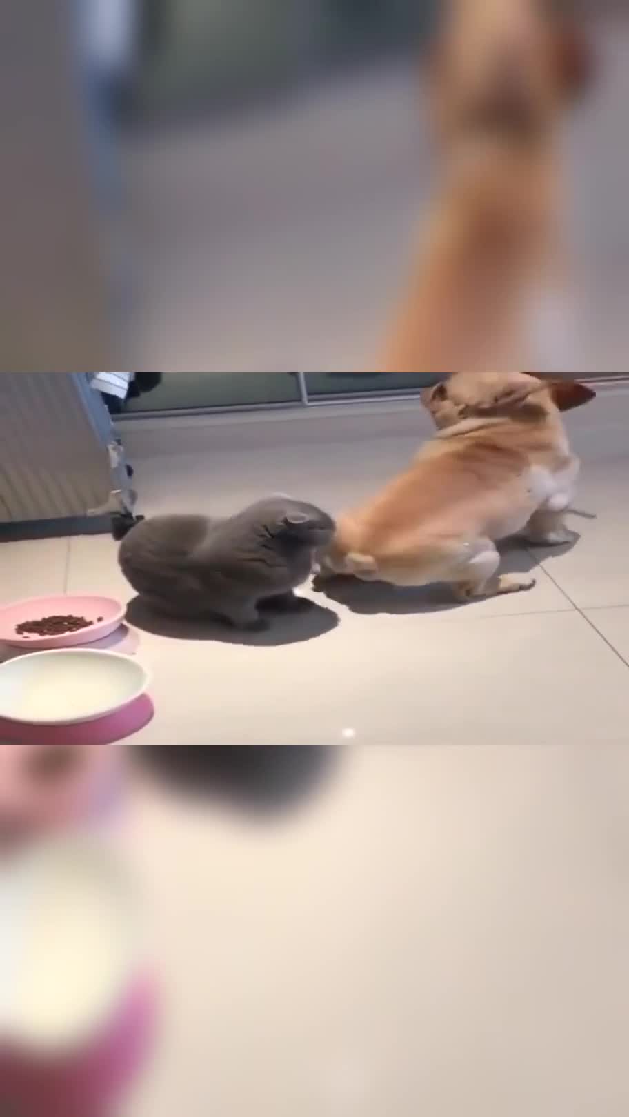 小奶狗说你挠我呀,你挠我呀,我才不怕你挠我呢!那嘚瑟的小表情