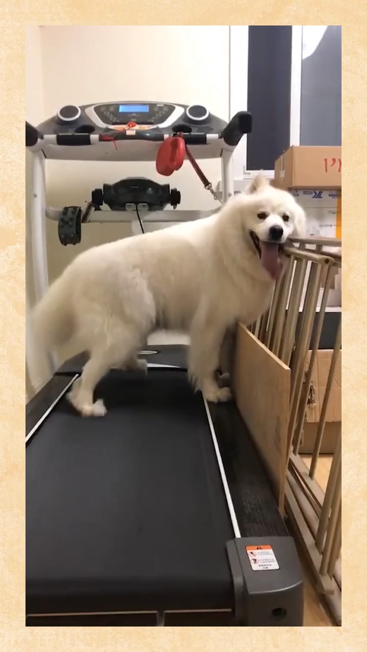 不扶墙只服你这狗