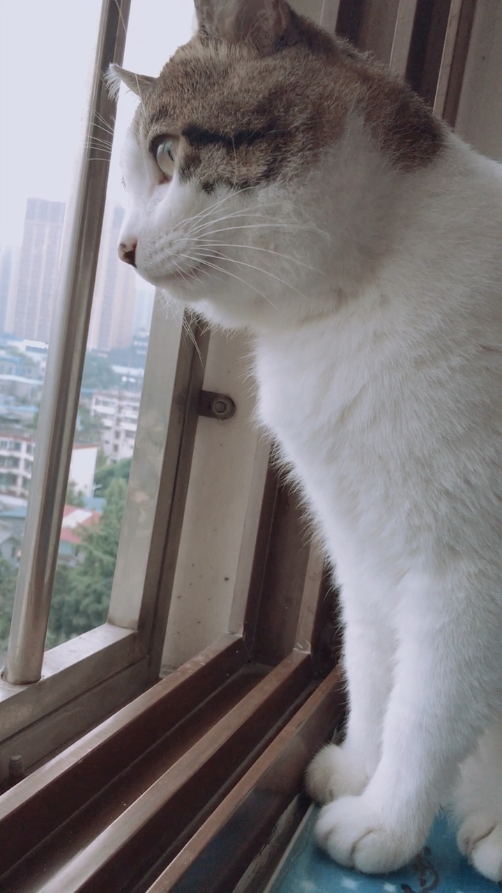 清早起来打开窗心情美美哒