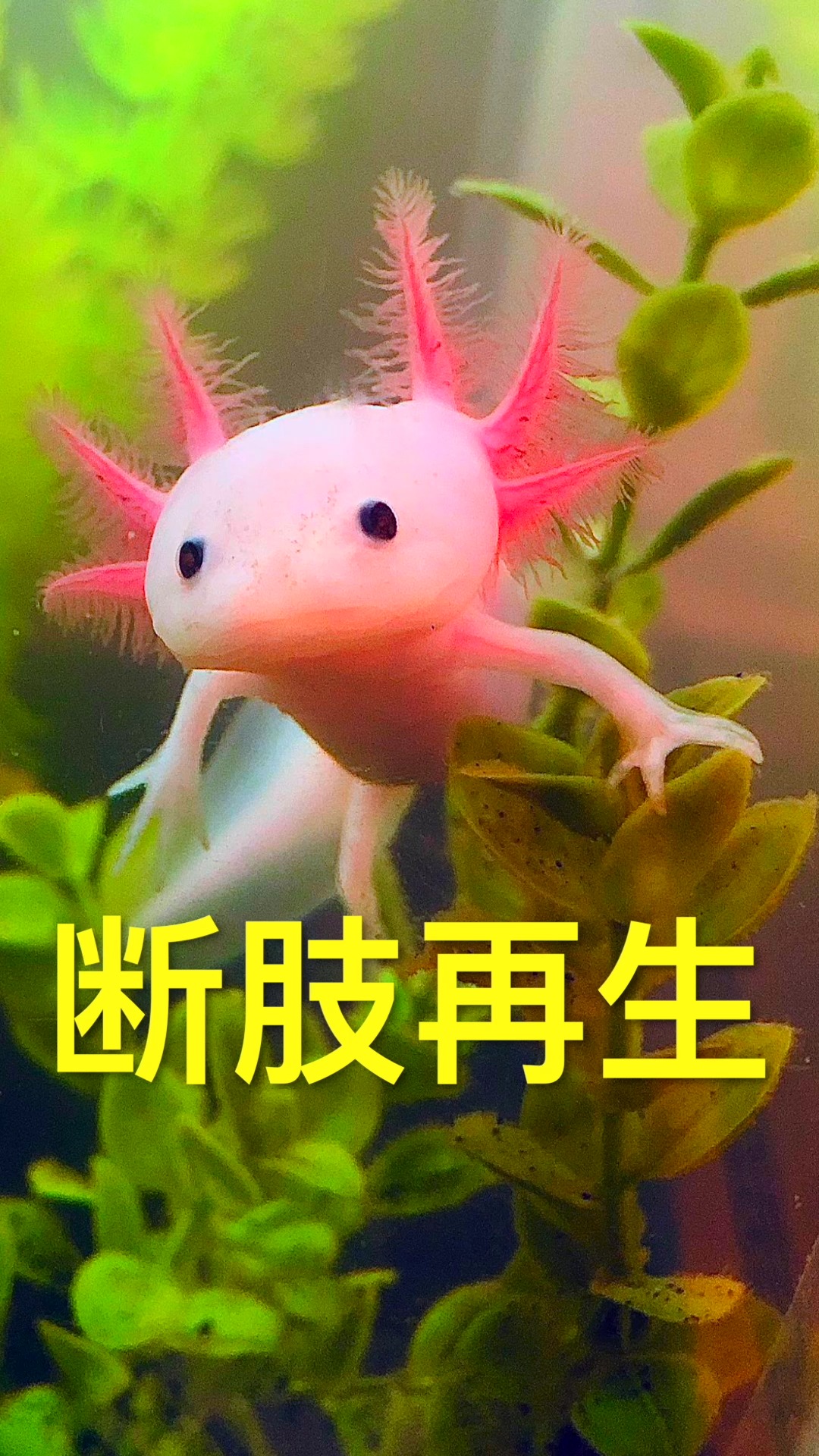 神奇的动物在这里六角恐龙蝾螈几乎可以再生身体任何部位比如大脑心脏