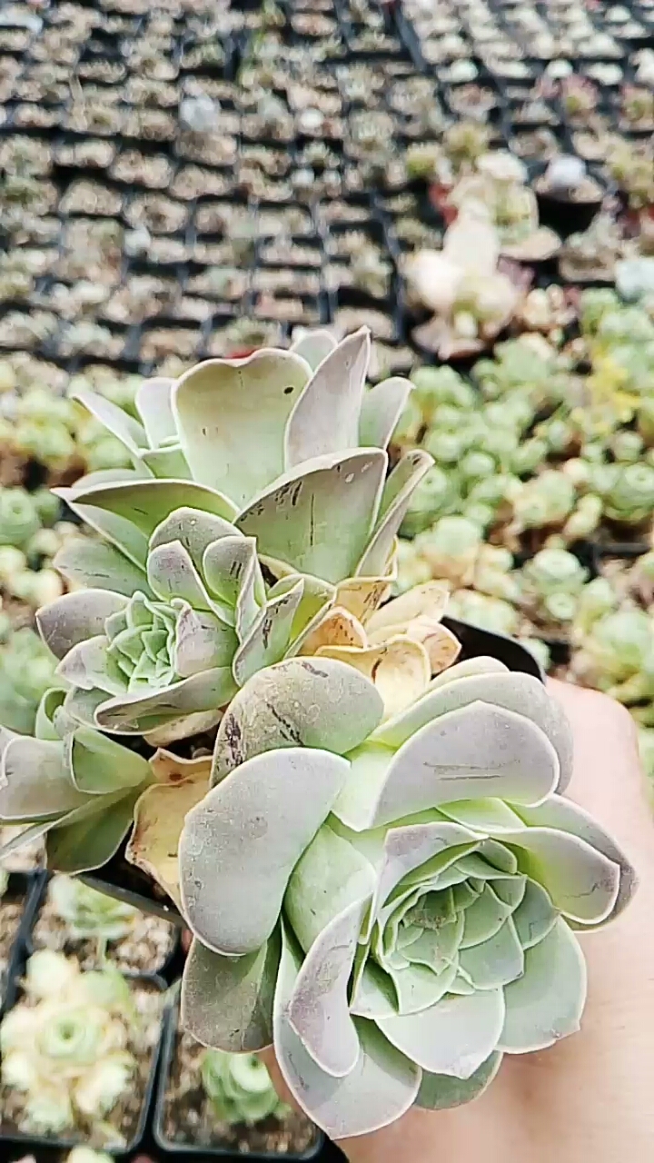 山地玫瑰是填补多肉夏季褪色徒长的缺陷的.