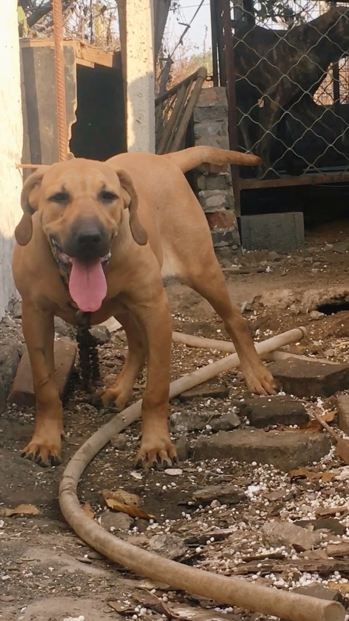 神宠来袭#巴西獒小辣椒